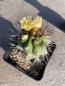 Preview: Copiapoa alticostata